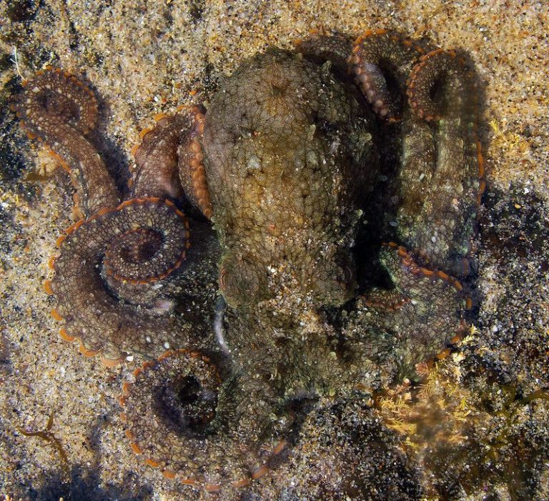 Octopus Brains Actually Share a Surprising Trait With Human Brains