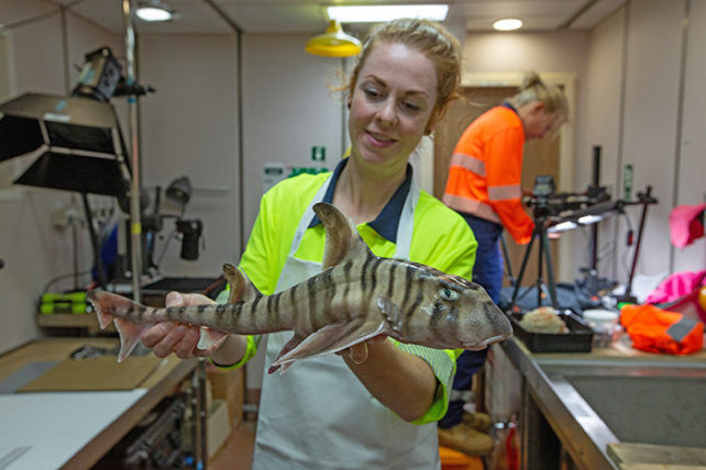 Researcher holding a stripey shark.