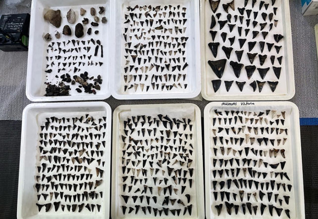 White plastic tubs displaying hundreds of shark teeth