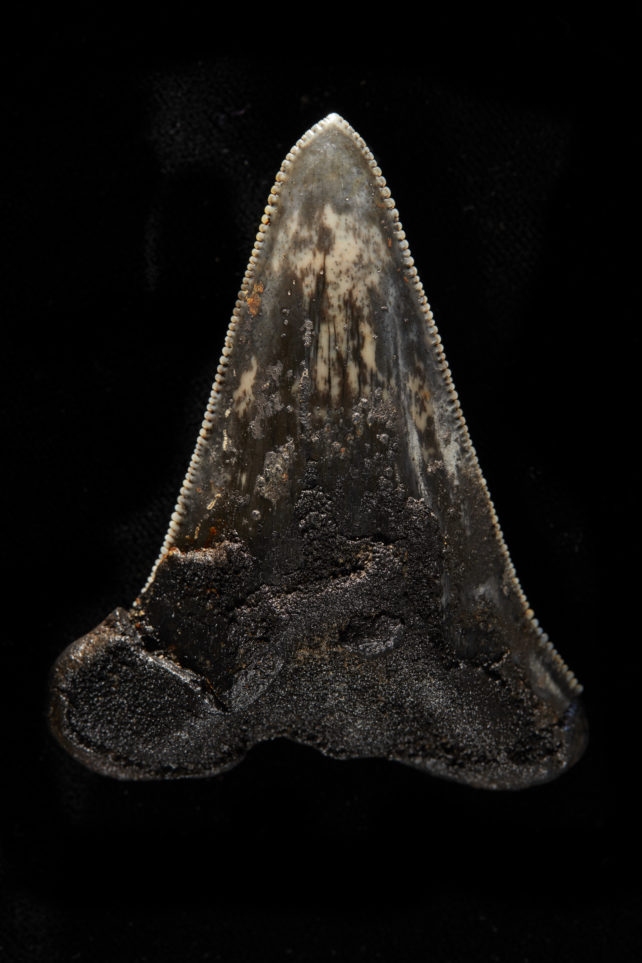 Large shark tooth with serrated edges