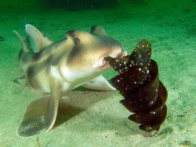 Shark eating dark spiral shaped shark egg.