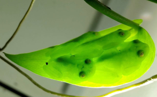 Glass frogs sleeping on a leaf