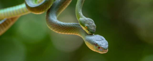 A pair of green-coloured pit vipers mating on a branch.