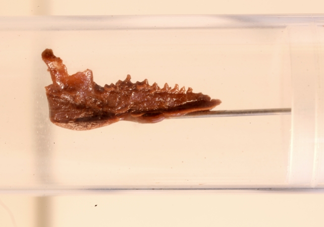 Die winzigen tribosphenischen Backenzähne am Kiefer eines frühen Säugetiers im Australian Museum