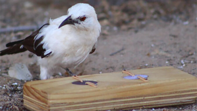 Southern Pied Babbler