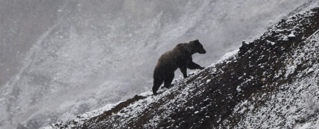 A bear walks up a snow-dusted slope in Alaska.