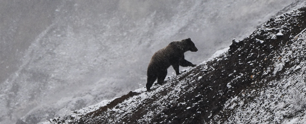 It's Snowing Less And Raining More in The Arctic, And That's Bad News