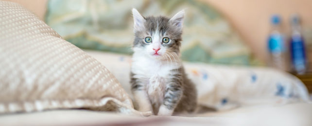 A gray and white kitten on a bed