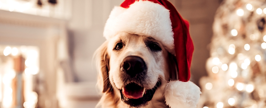 Popular Festive Treats Can Be Deadly For Pets. Here's What You Should Know