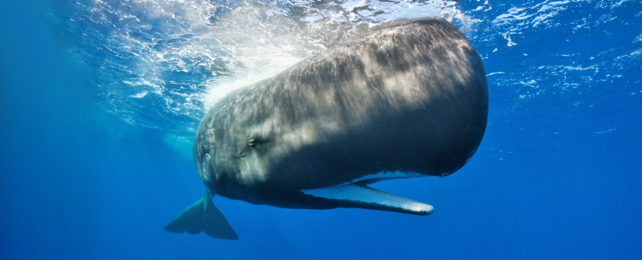Sperm whale floating in the water with its mouth opened