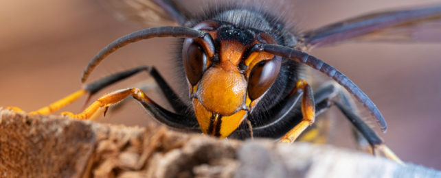 Close up of Asian wasp face