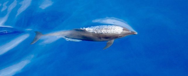 A New Subspecies of Dolphin Is Evolving in The Pacific Ocean
