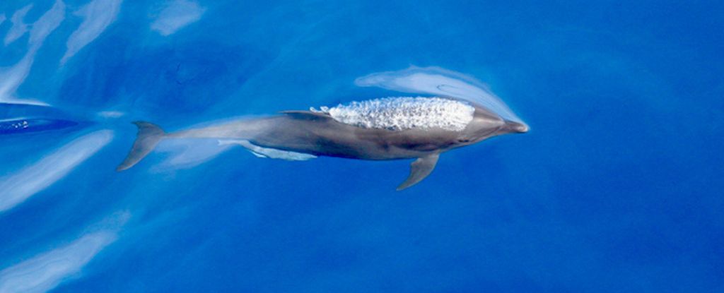 Una nueva subespecie de delfín está evolucionando en el Océano Pacífico : Heaven32
