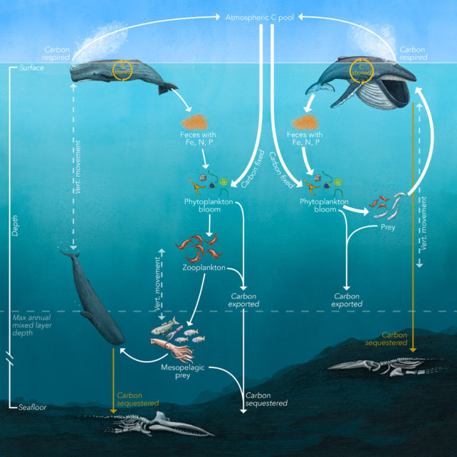 Diagram showing the whale carbon cycle