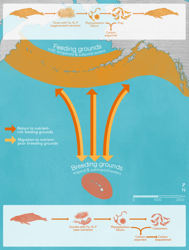 Diagram showing whale migration and carbon outcomes