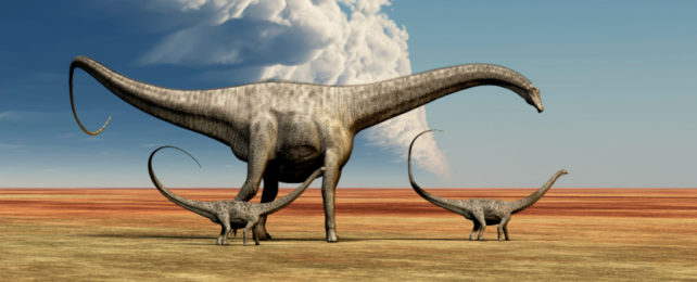 Mother Diplodocus dinosaur walks along with her brood of youngsters.