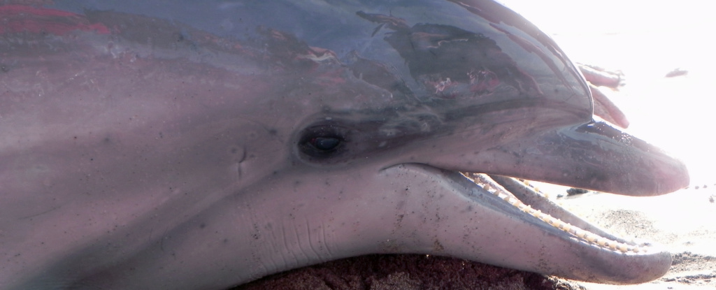 Stranded Dolphins Show Signs of Alzheimer's Disease in Their Brains :  ScienceAlert