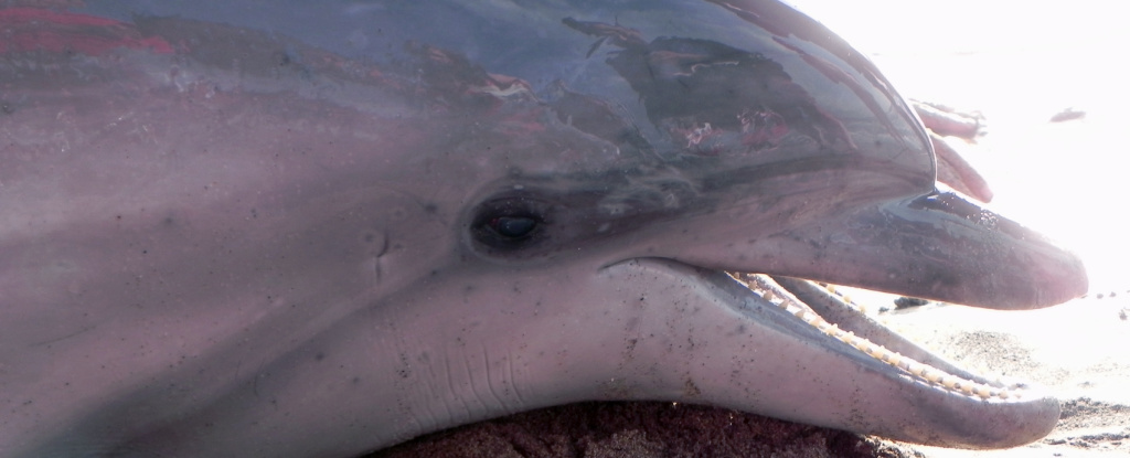 Des dauphins échoués montrent des signes de la maladie d’Alzheimer dans leur cerveau : ScienceAlert