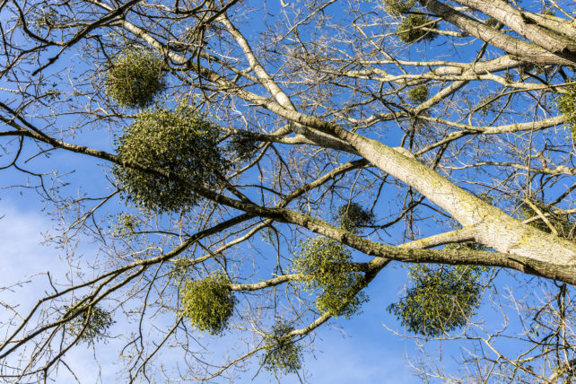 Mistletoe attached to a larger tree