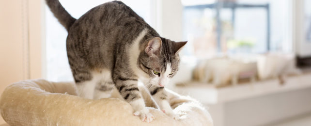 A gray, white, and black cat kneads a cushion.