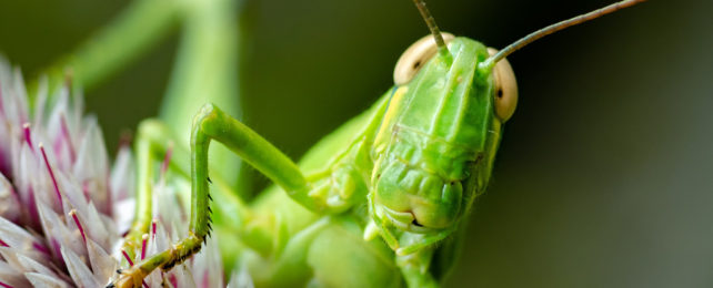 A green grasshopper on a pink-and-white plant.