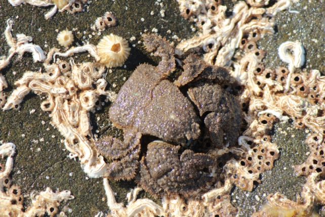 Crabe poilu de pierre brune.