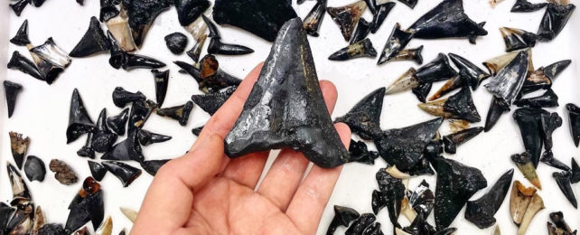 Hand holding shark tooth in front of white background with many teeth