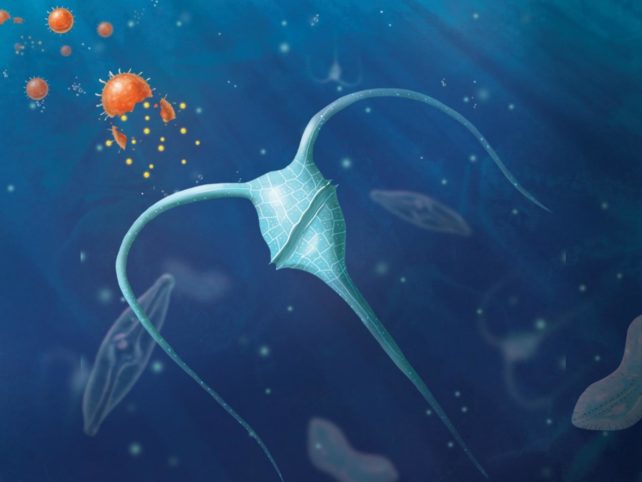 Illustration of phytoplankton
