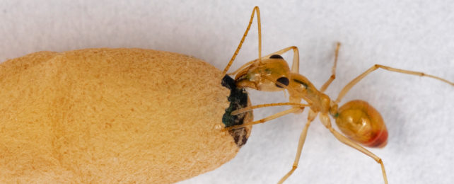 Honeypot ant drinks from yellow cocoon of pupa