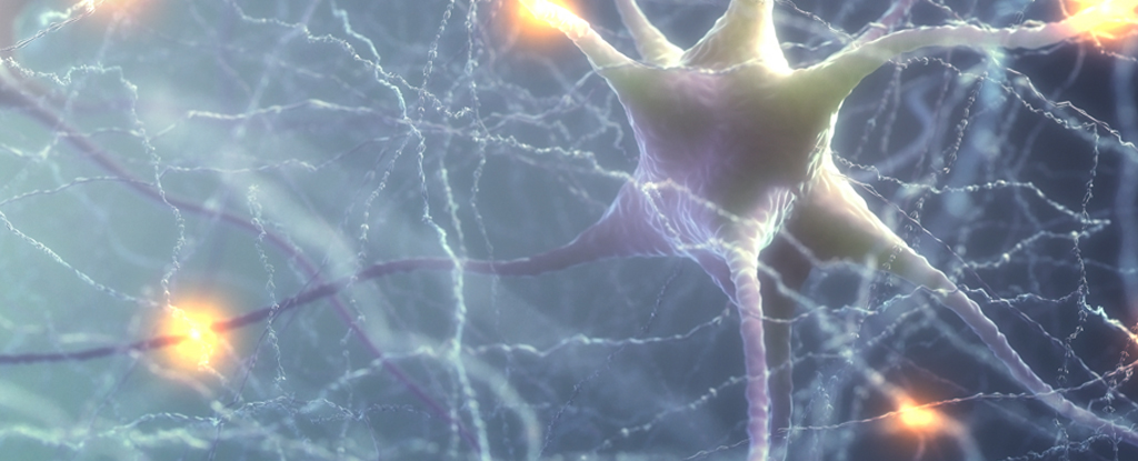 Nuevo descubrimiento puede explicar por qué nos han engañado sobre la causa del Alzheimer: ScienceAlert