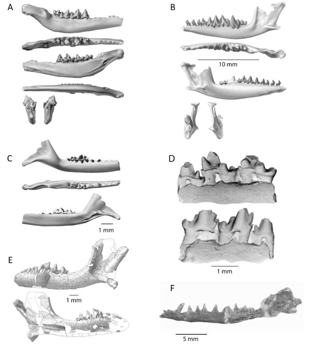 Grayscale reconstruction of teeth of Mesozoic tribosphenic mammals found in the Southern Hemisphere.