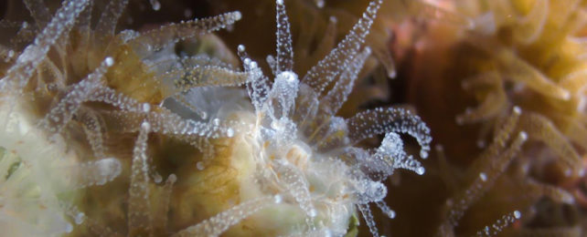 Northern star coral under a microscope