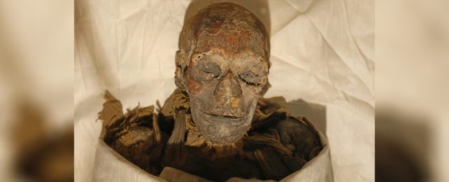 The mummified remains of Queen Hatshepsut.