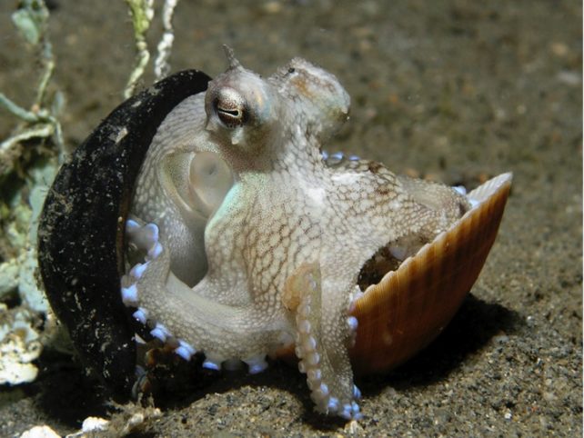Осьминог прячется между двумя раковинами на песчаном дне моря. 
