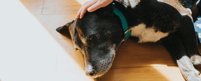 An old dog laying on a hardwood, sunny floor while being petted.