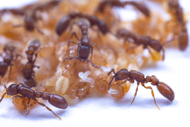Pile of adult, larva and pupa ants interacting