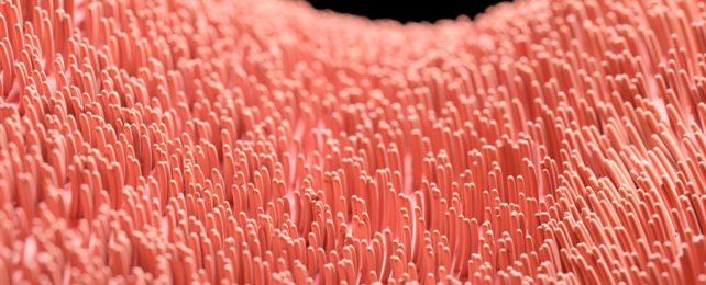 Pink Cilia Tendrils Inside Brain