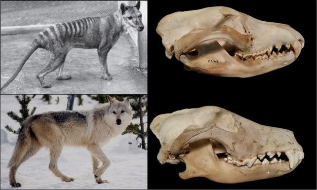 The skulls and body forms of a thylacine and gray wolf, side by side. 
