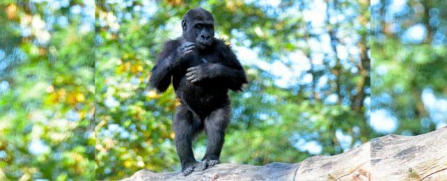A chimpanzee standing on a large branch with green leaves in the background.