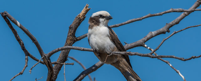 Southern Pied Babbler