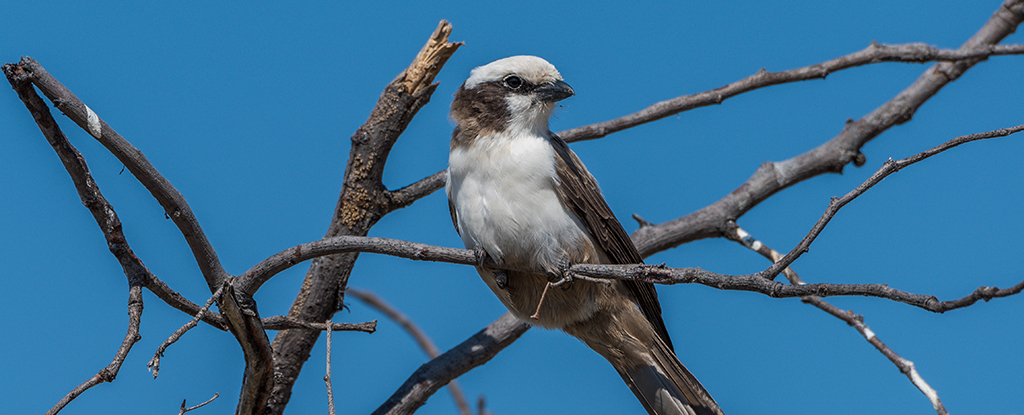 Female Southern Pied Babblers Seem to Get Stupider as They Have More Babies