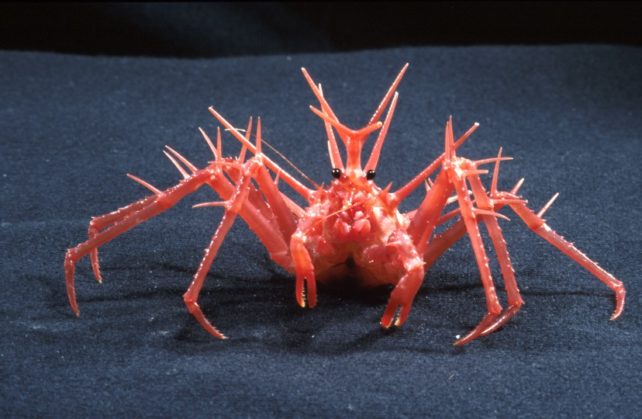 A red-coloured king crab on a dark navy background.