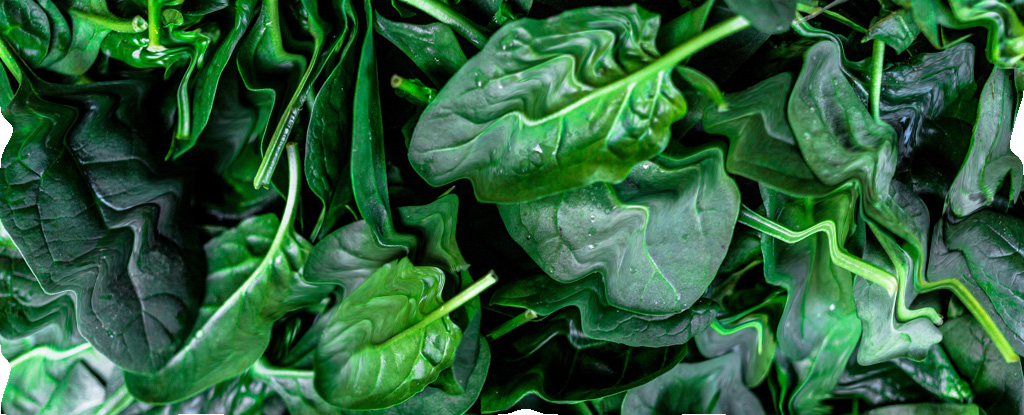 Distorted, squiggly spinach