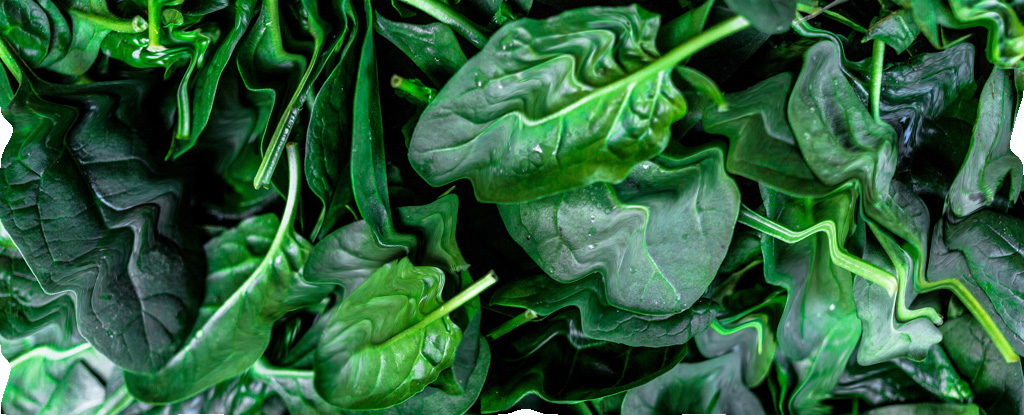 Contaminated Spinach Causes 'Marked Hallucinations' Among 9 People in Australia