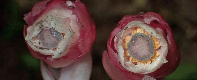 Close up of strange white plant's pink flowers.