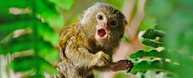 surprised looking marmoset