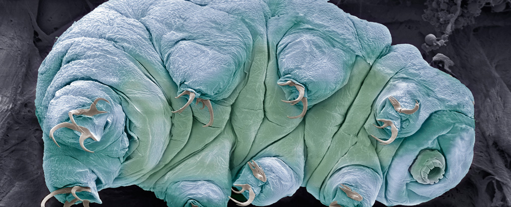 En tardigrad, der viser dens mave.