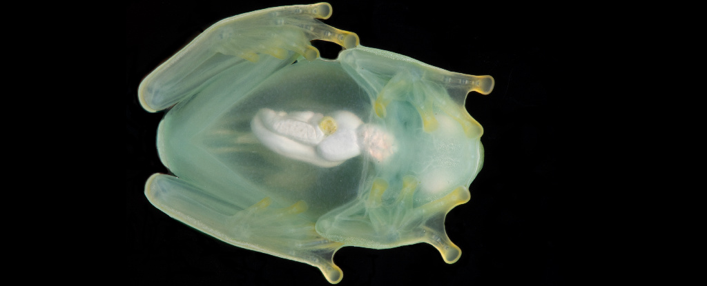 Glass Frogs Turn Transparent When They Sleep… By Hiding Almost All Their Blood