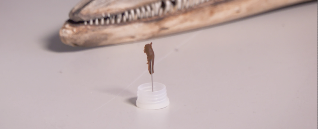 Versteinerter Kieferknochen eines tribosphenischen Säugetiers, das in Australien gefunden wurde und auf einer Nadel sitzt, mit dem Kieferknochen eines modernen Säugetiers im Hintergrund für die Größe.