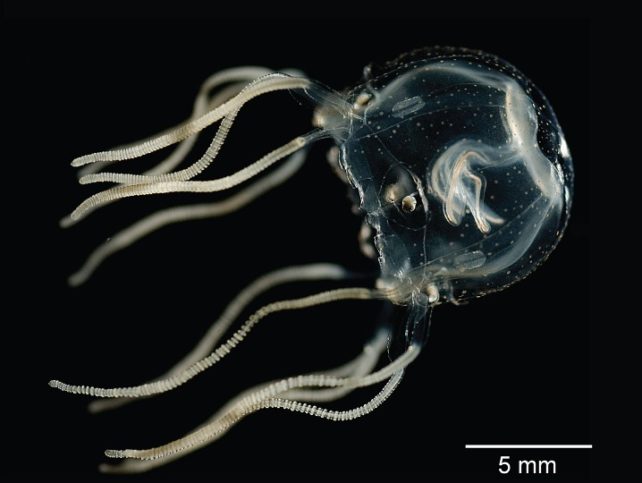 A translucent box jellyfish on a black background to visualise its internal structures, such as its small eyes at the base of its tentacles.